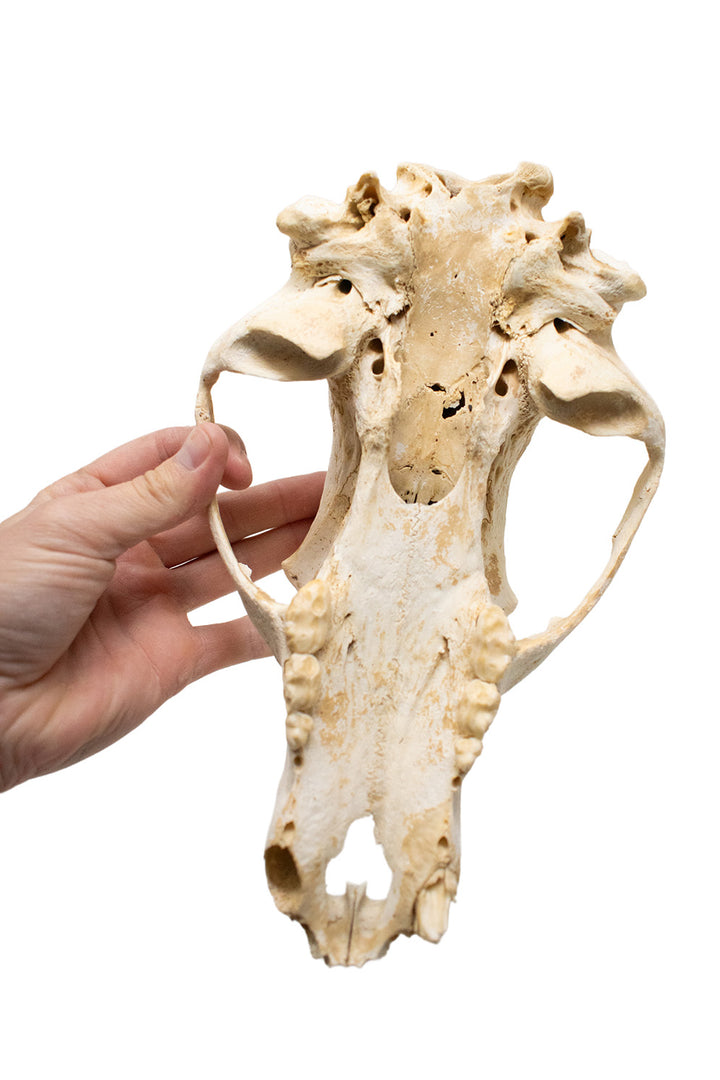 Decrepit Black Bear Skull