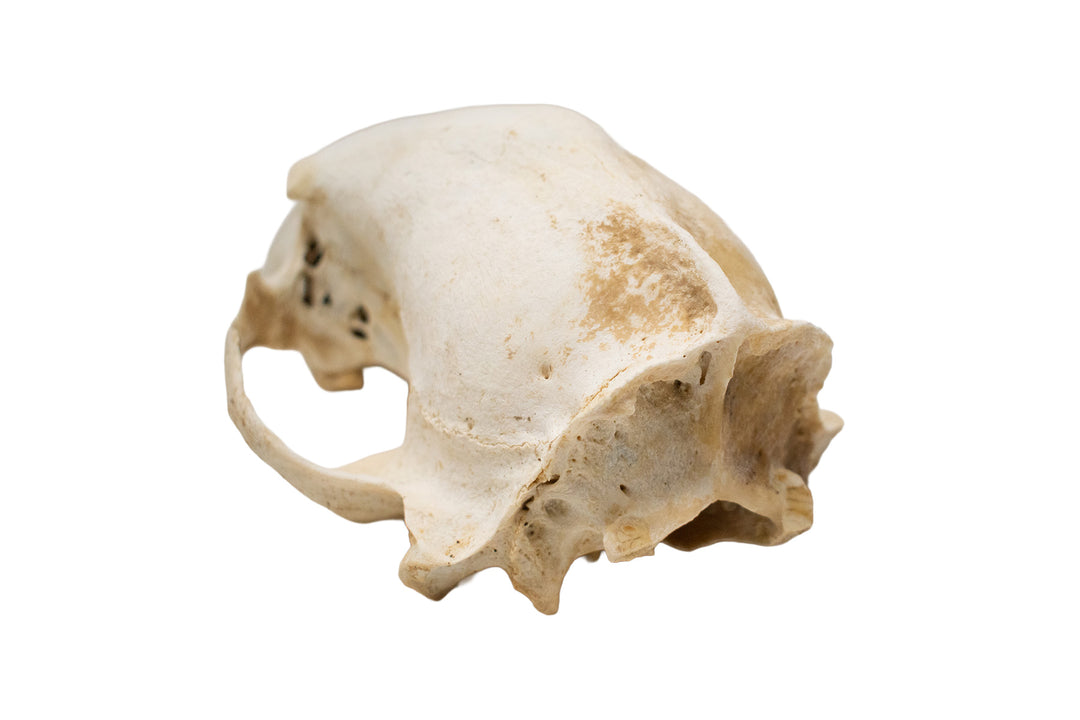 Decrepit Black Bear Skull