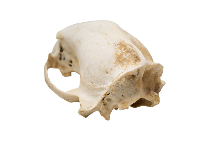 Decrepit Black Bear Skull