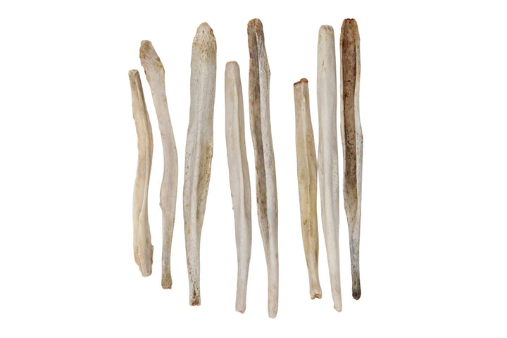 Real Gray Wolf Baculum Bones