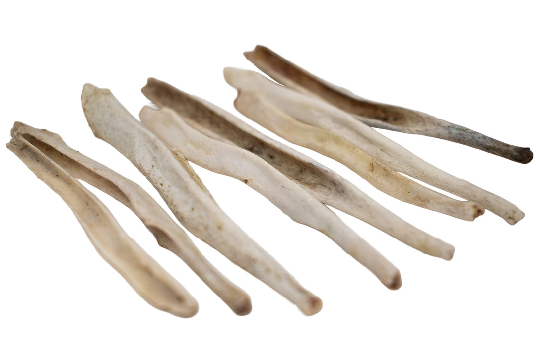 Real Gray Wolf Baculum Bones