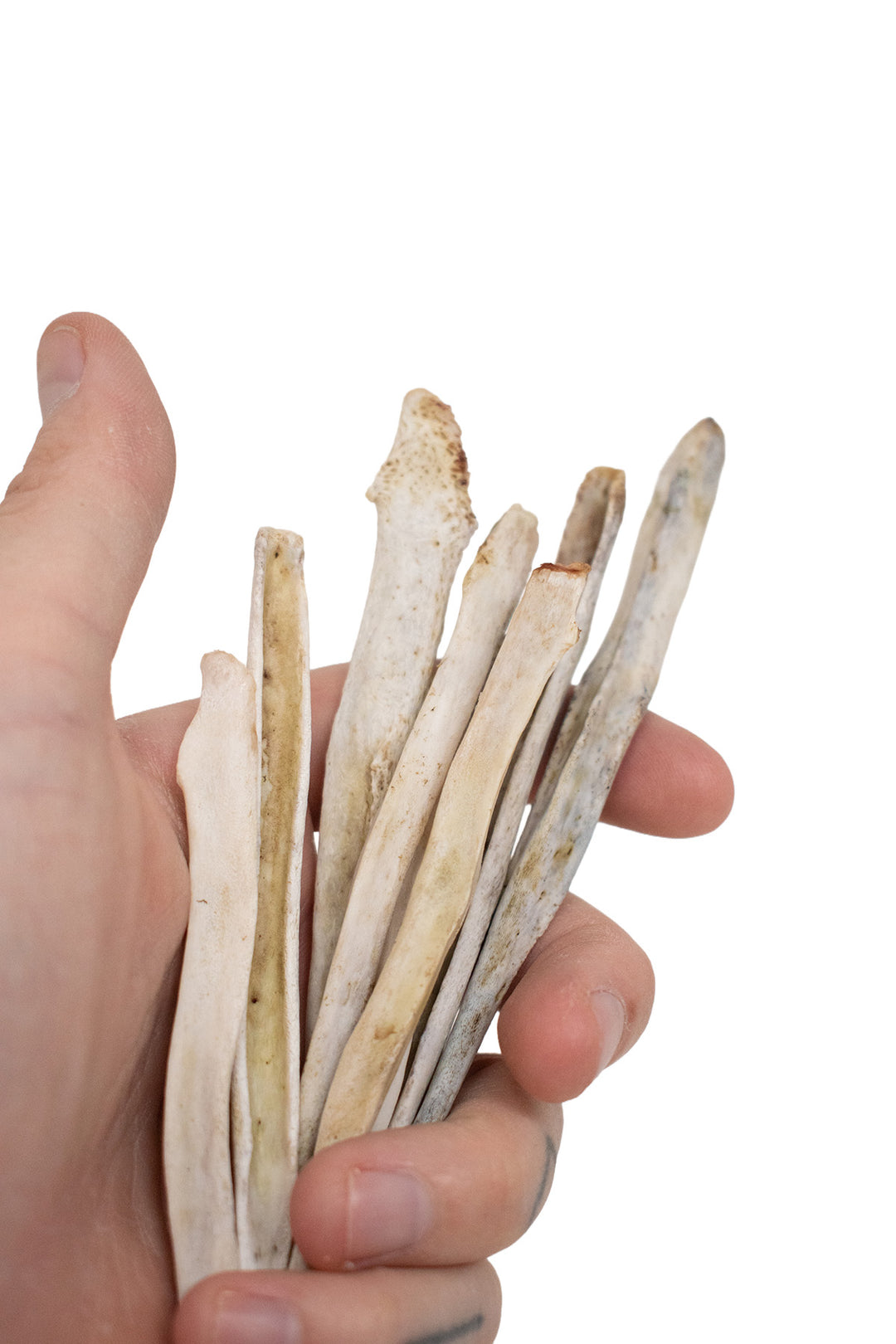 Real Gray Wolf Baculum Bones