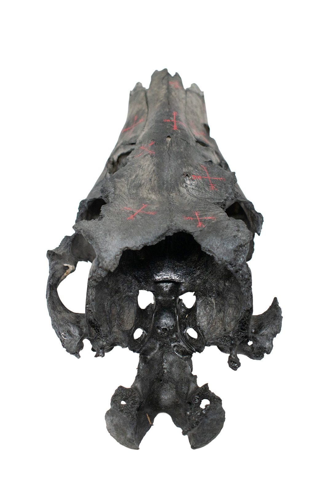 Blackened Elk Skull with Hand Painted Protection Staves