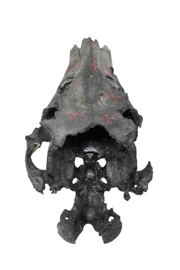 Blackened Elk Skull with Hand Painted Protection Staves