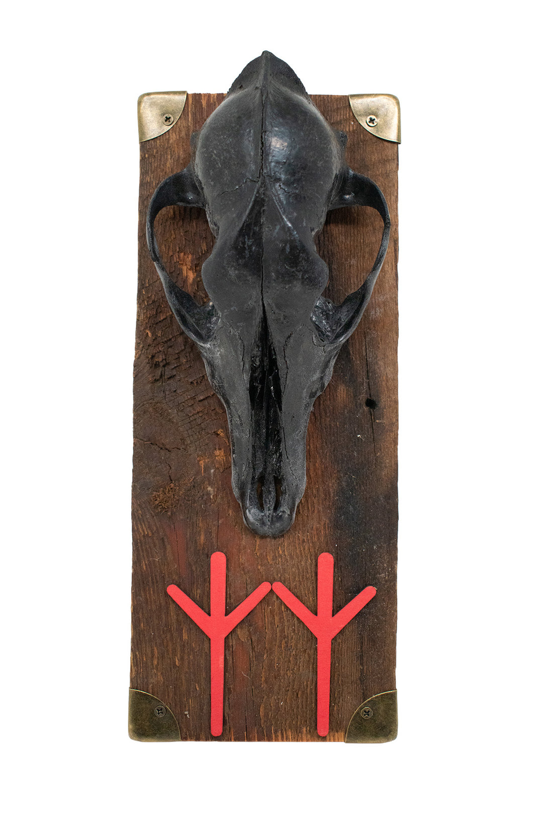Blackened Coyote Skull and Algiz Rune Wall Hanger