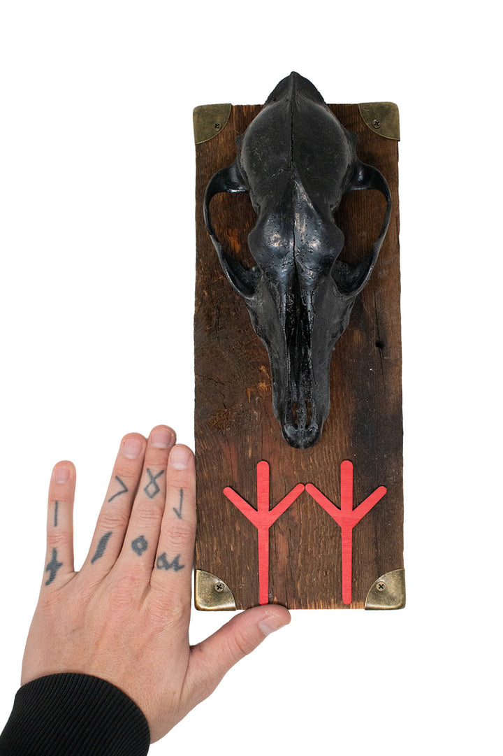 Blackened Coyote Skull and Algiz Rune Wall Hanger