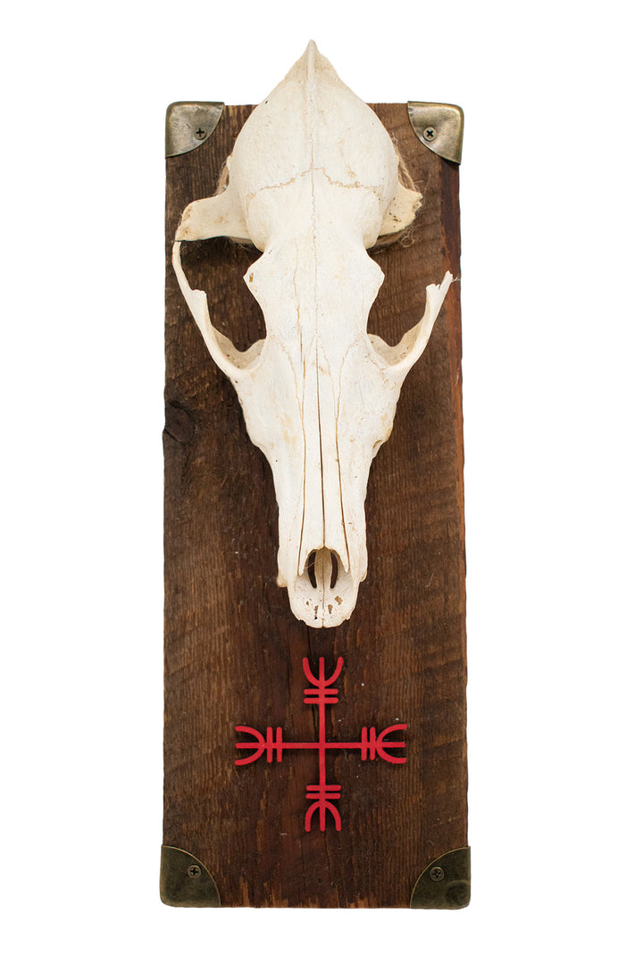 Coyote Skull Protection Sigil Wall Hanger