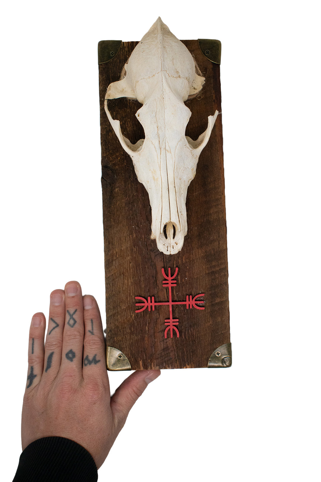 Coyote Skull Protection Sigil Wall Hanger