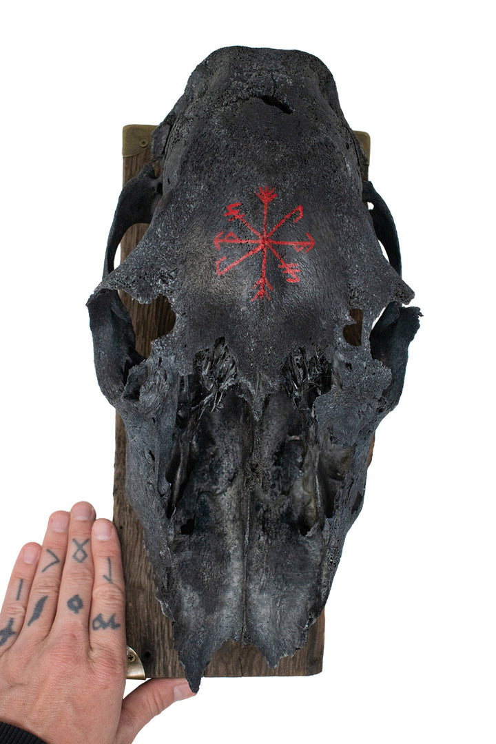 Blackened Elk Skull Strength and Growth Stave Wall Hanger