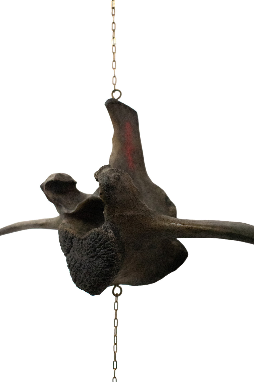Blackened Cow Vertebra Protection Chime with Hand Painted Staves