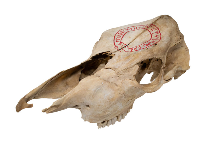 Jormungandr Runic Circle Cow Skull
