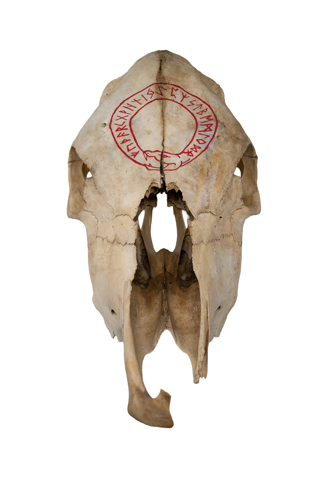 Jormungandr Runic Circle Cow Skull