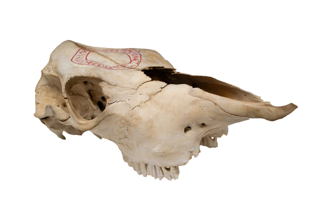 Jormungandr Runic Circle Cow Skull