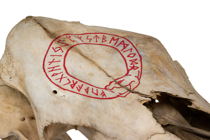 Jormungandr Runic Circle Cow Skull