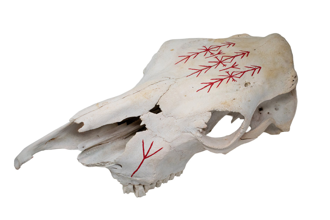 Cow Skull with Home Protection Bindrunes & Algiz Runes