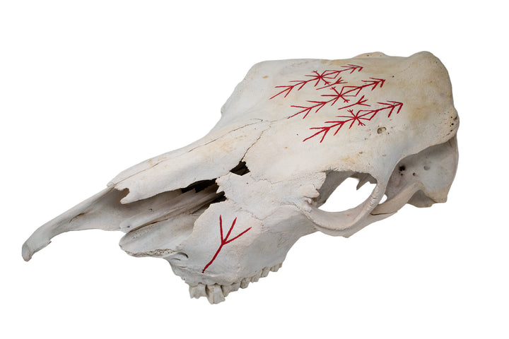 Cow Skull with Home Protection Bindrunes & Algiz Runes