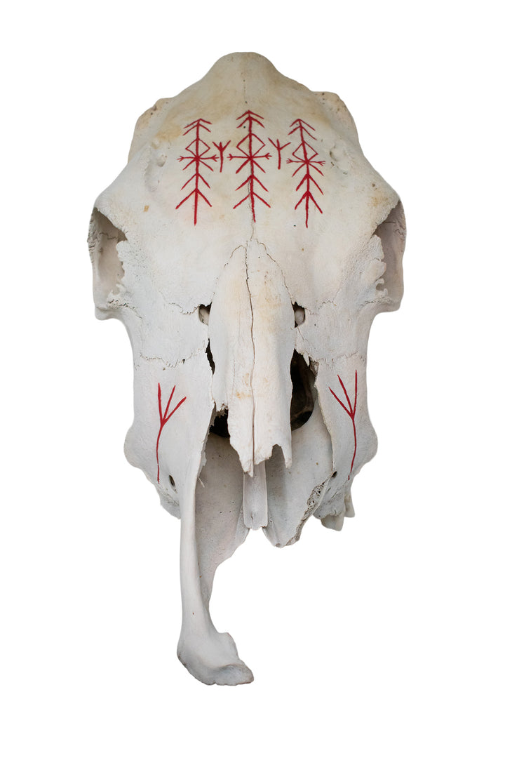 Cow Skull with Home Protection Bindrunes & Algiz Runes