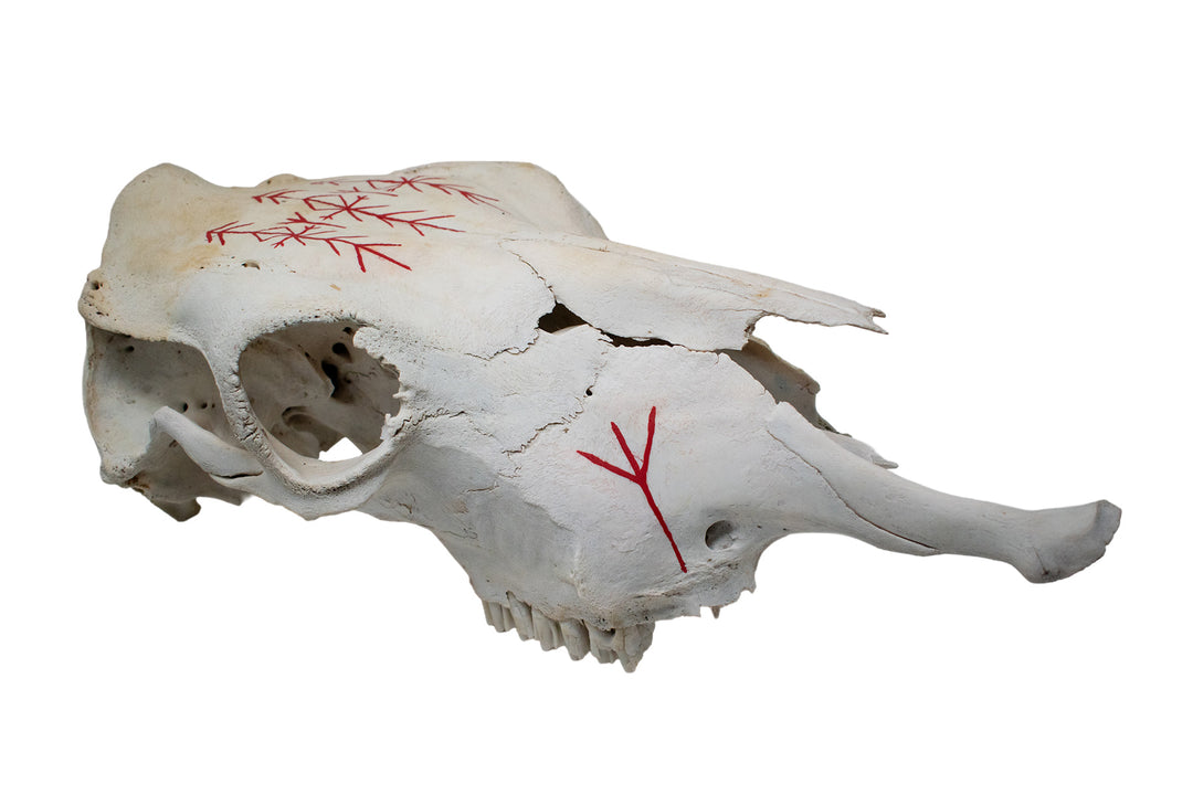 Cow Skull with Home Protection Bindrunes & Algiz Runes