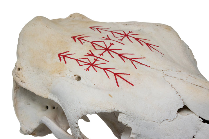 Cow Skull with Home Protection Bindrunes & Algiz Runes