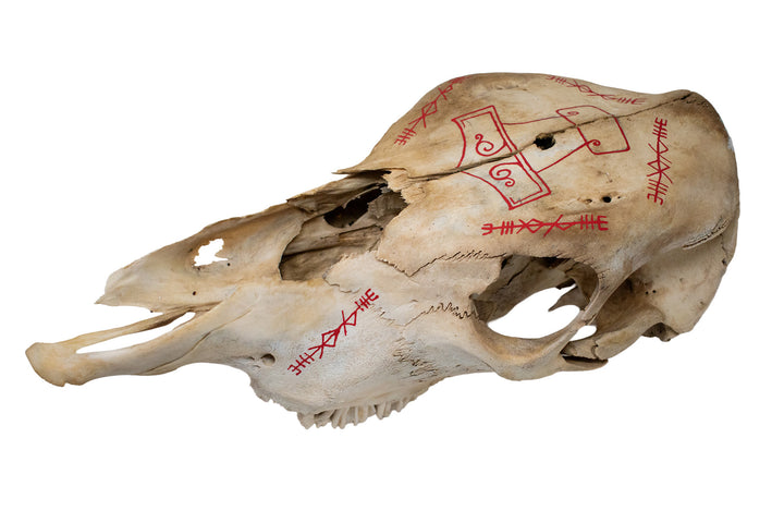 Cow Skull with Mjölnir & Thor Invocation Bindrunes