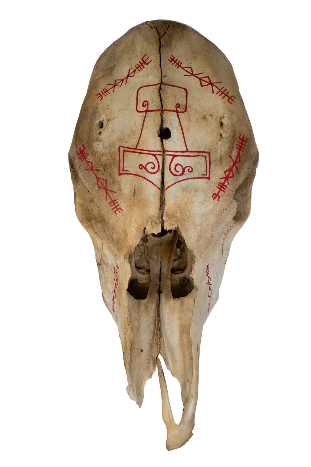 Cow Skull with Mjölnir & Thor Invocation Bindrunes