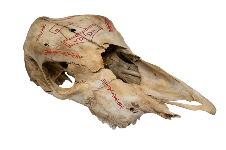 Cow Skull with Mjölnir & Thor Invocation Bindrunes