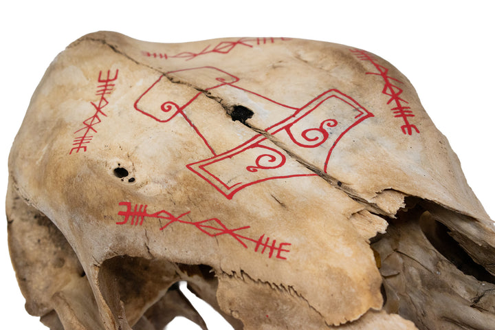 Cow Skull with Mjölnir & Thor Invocation Bindrunes