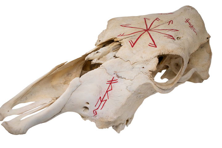 Freya Invocation Cow Skull