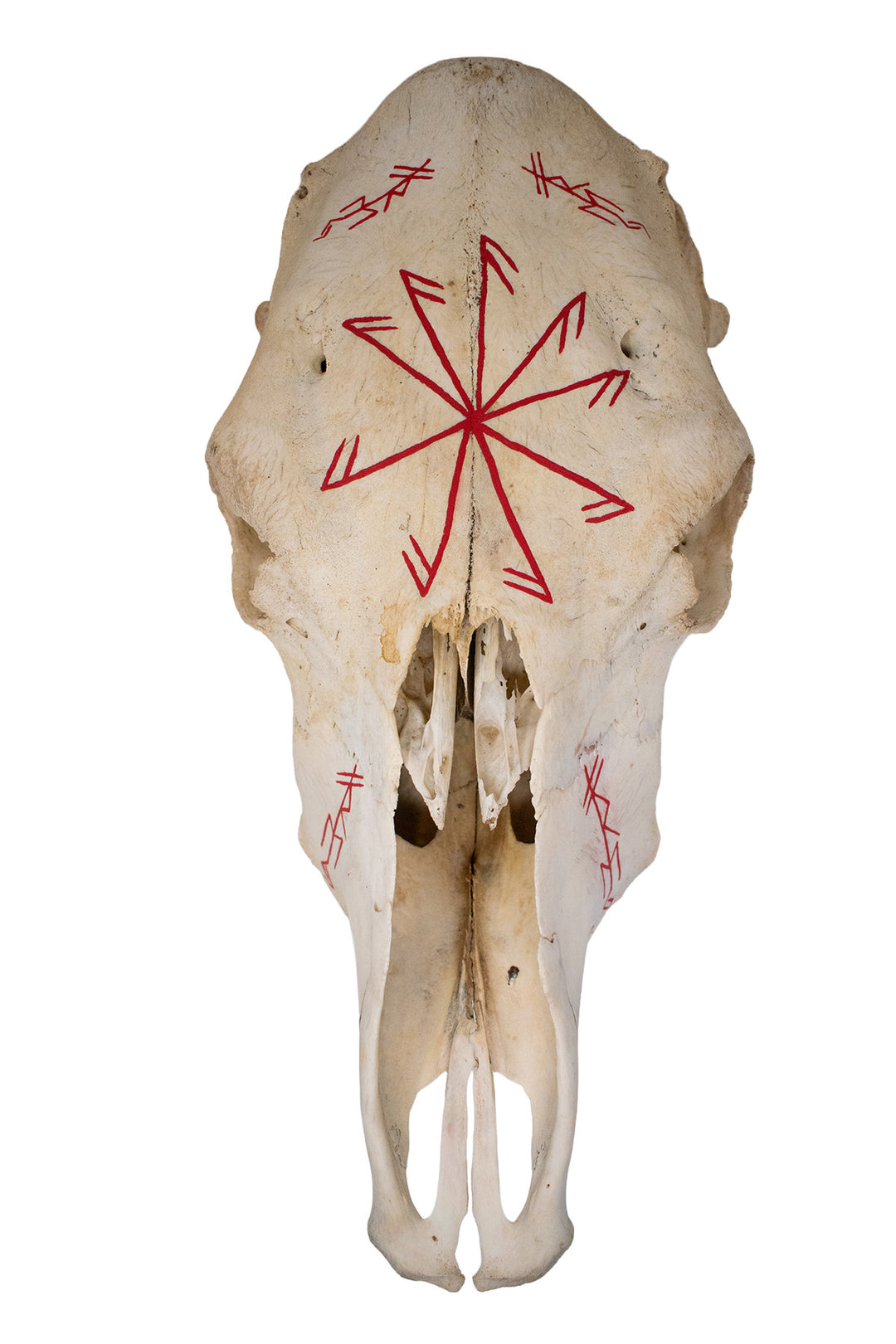 Freya Invocation Cow Skull