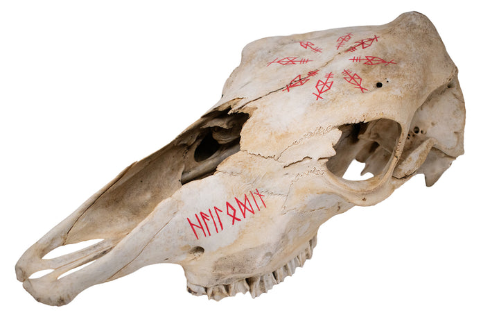 Odin Invocation Cow Skull