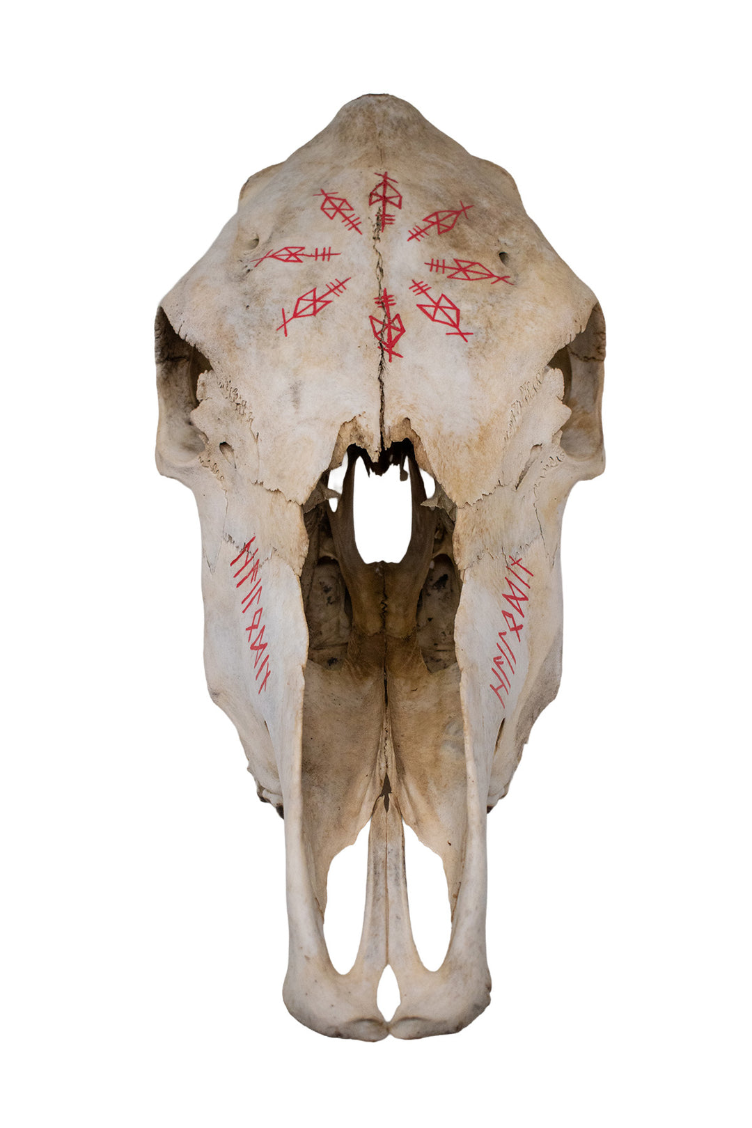 Odin Invocation Cow Skull