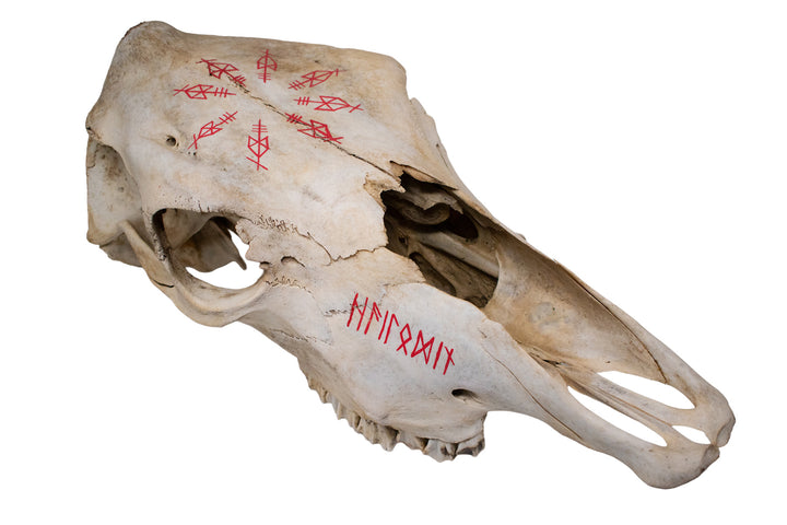 Odin Invocation Cow Skull