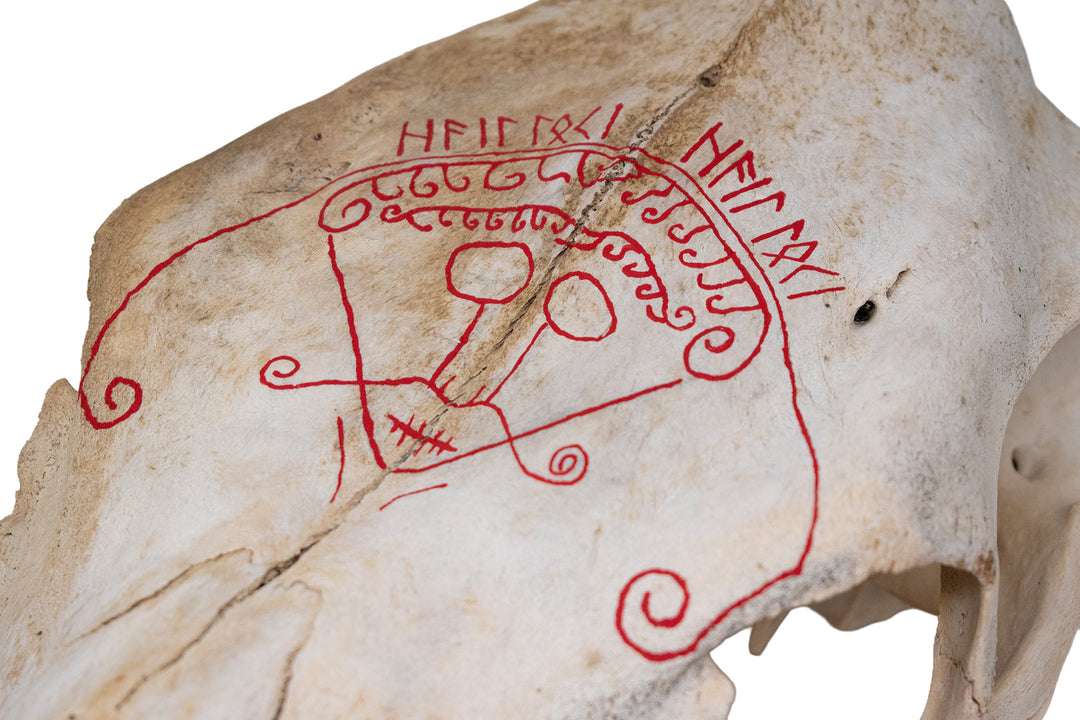 Loki Cow Skull