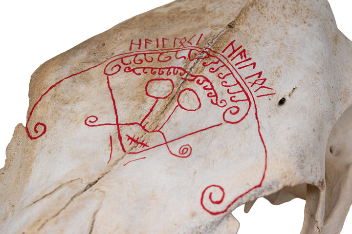 Loki Cow Skull