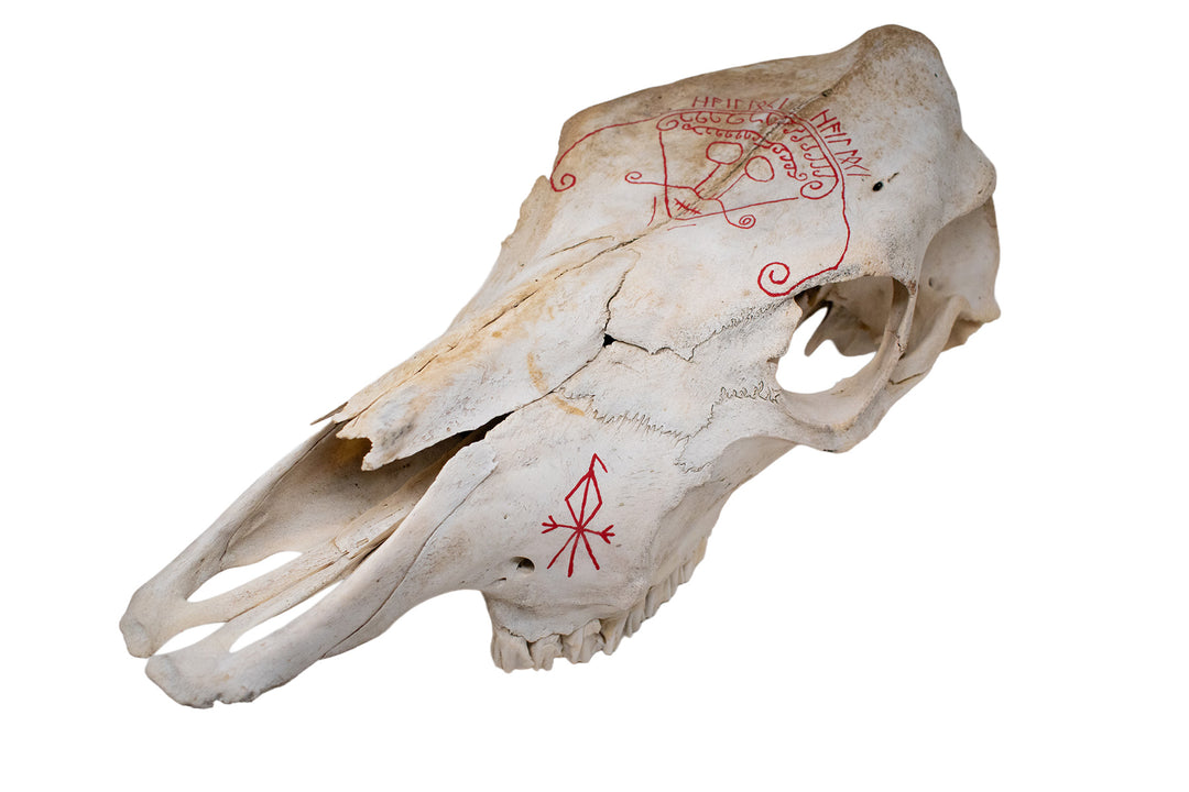 Loki Cow Skull