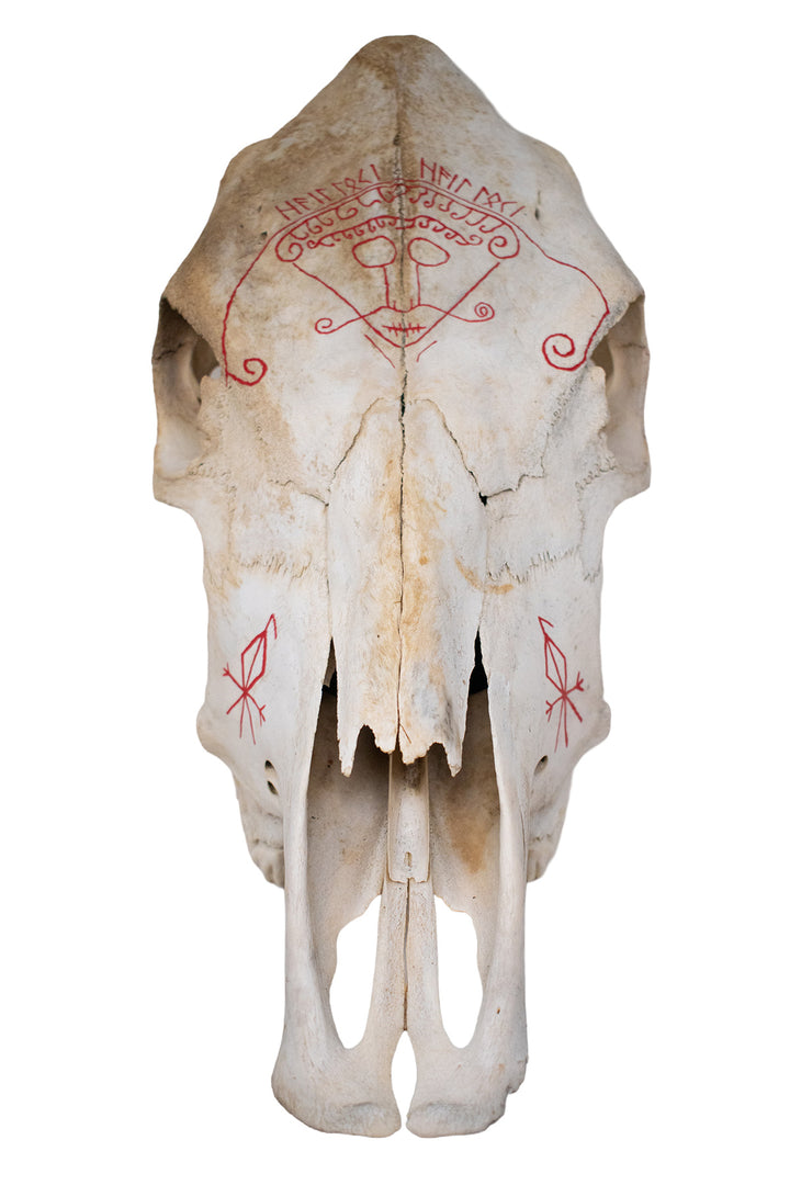 Loki Cow Skull