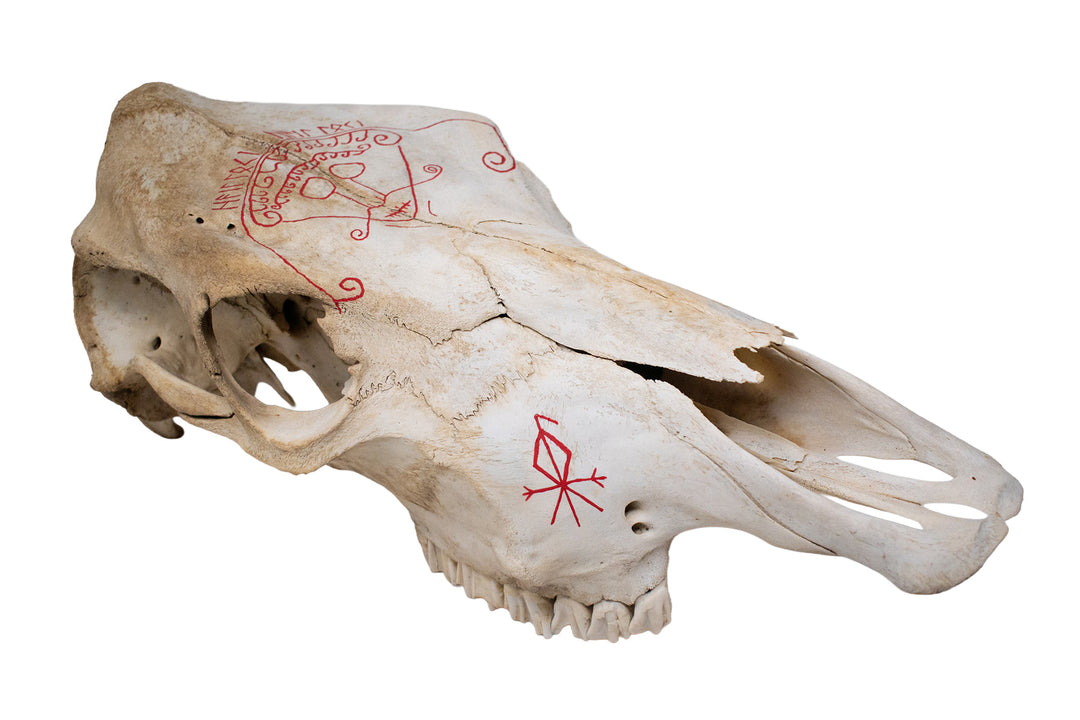 Loki Cow Skull