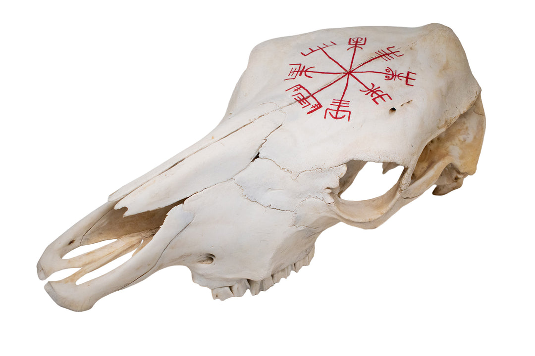 Vegvisir Cow Skull