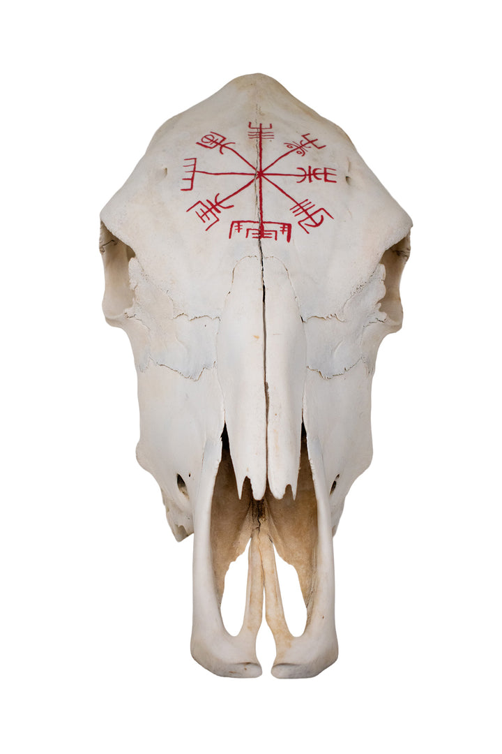 Vegvisir Cow Skull