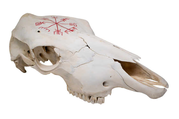 Vegvisir Cow Skull