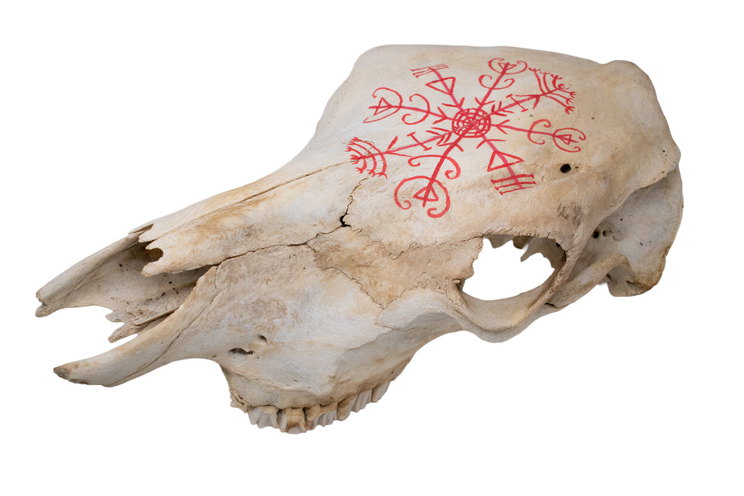 Veldismagn Cow Skull