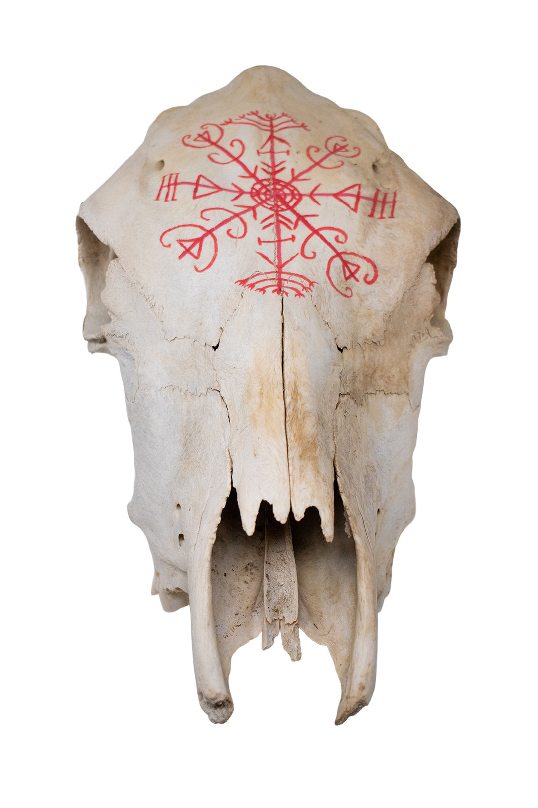 Veldismagn Cow Skull