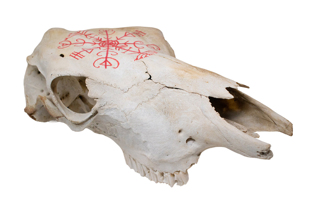 Veldismagn Cow Skull