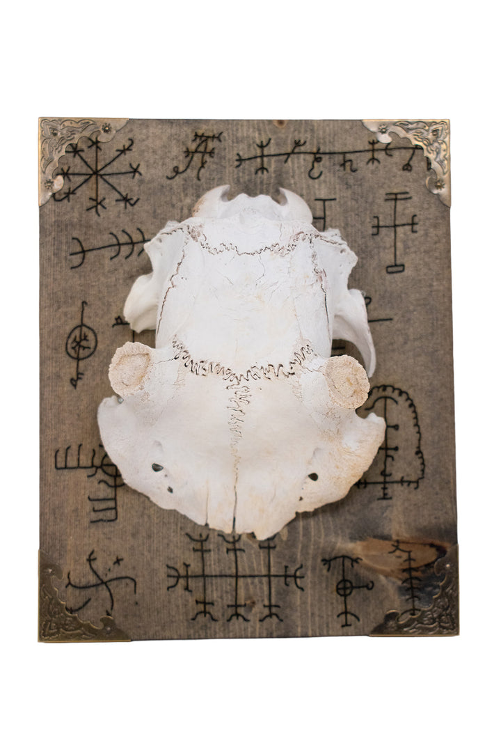 Deer Skull Cap Icelandic Magical Staves Wall Hanger