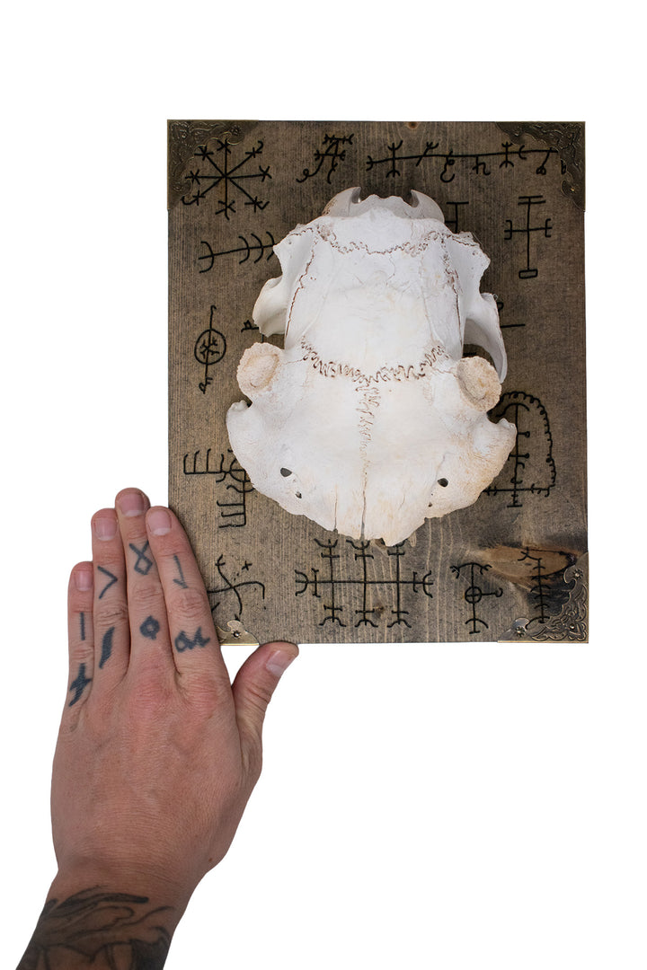 Deer Skull Cap Icelandic Magical Staves Wall Hanger