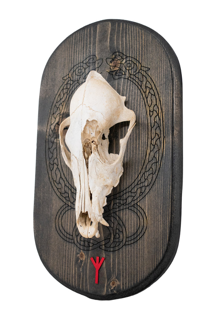 Coyote Skull Algiz Rune Wall Hanger