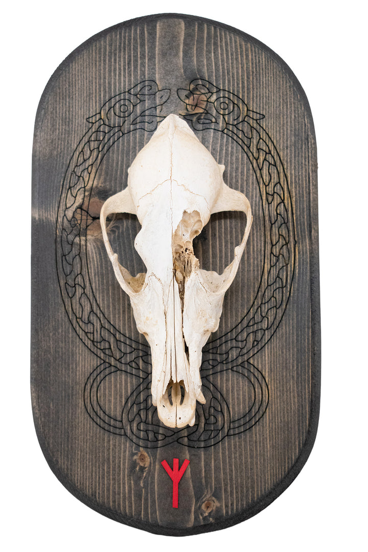 Coyote Skull Algiz Rune Wall Hanger