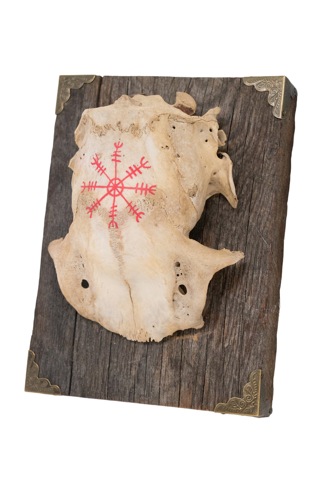 Helm of Awe Deer Skull Cap Wall Hanger