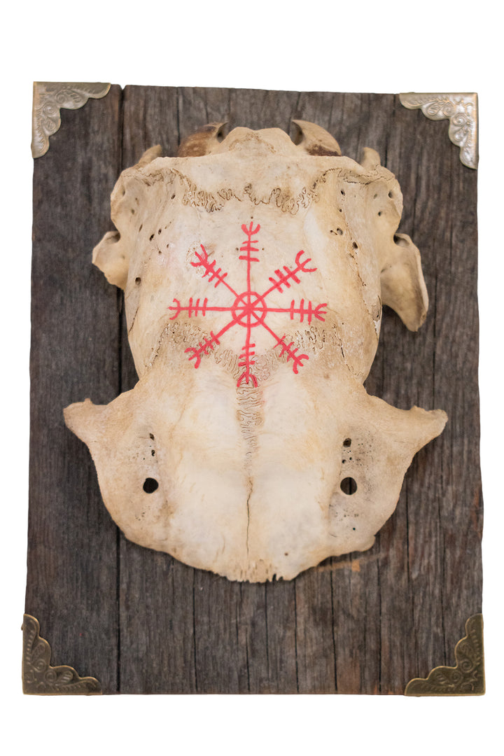 Helm of Awe Deer Skull Cap Wall Hanger