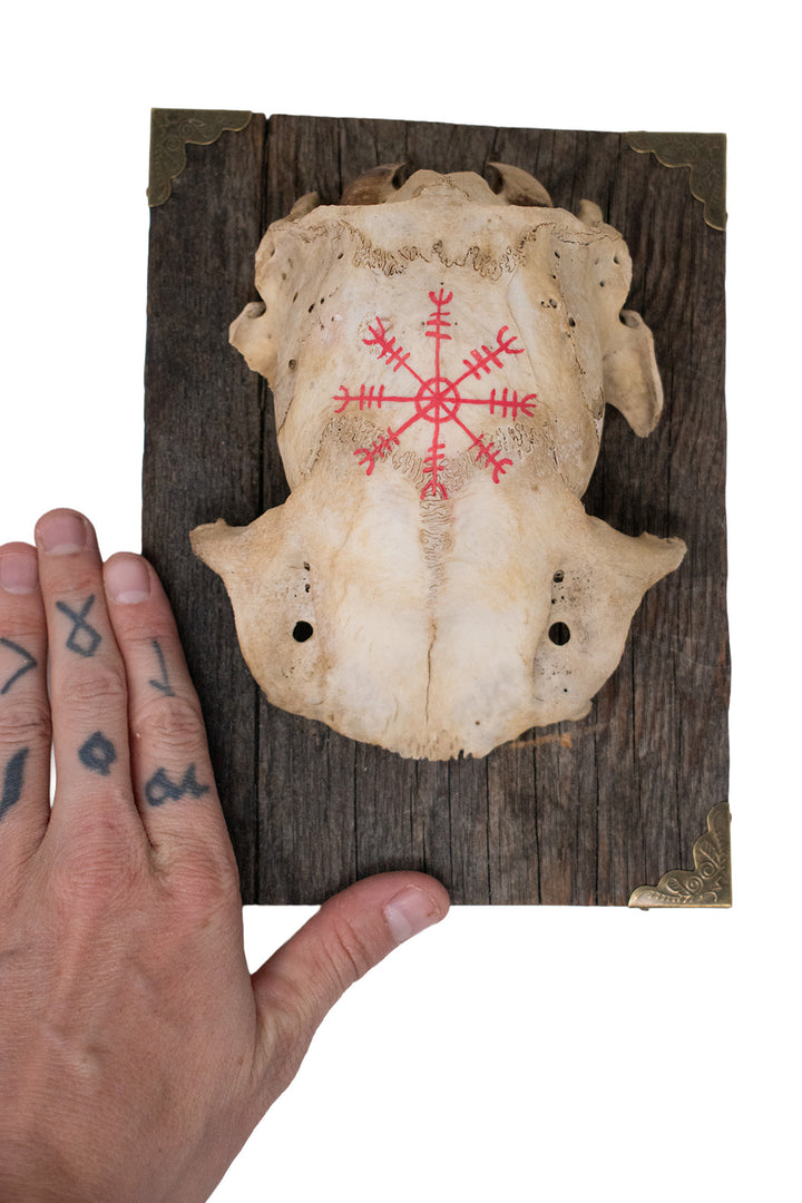 Helm of Awe Deer Skull Cap Wall Hanger